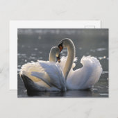 Schlangenschwäne Feiertagspostkarte (Vorne/Hinten)