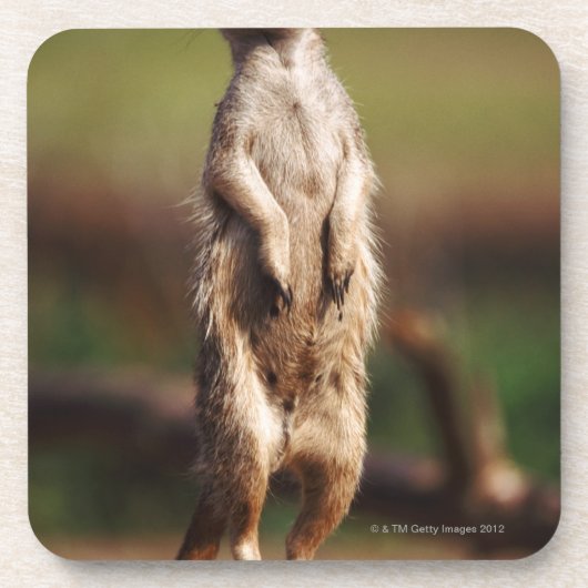 schlank-angebundenes meerkat getränkeuntersetzer (Vorderseite)