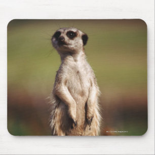 schlank-angebundenes meerkat mousepad