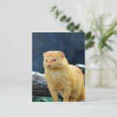 Schlanke Mongolenose gewartet für Mama-Liebe Postkarte (Stehend Vorderseite)