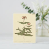 schlanke, rote Zinnia-Illustration Postkarte (Stehend Vorderseite)