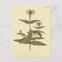 schlanke, rote Zinnia-Illustration Postkarte