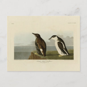 Schlanker Guillemot, Audubon Birds of America Postkarte