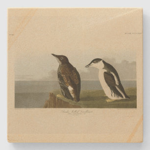 Schlanker Guillemot, Audubon Birds of America Steinuntersetzer