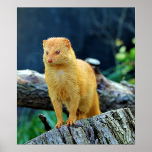 Schlanker Mungo Galerella Sanguinea Poster