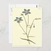 Schlankere Blautöne Postkarte (Vorne/Hinten)