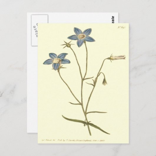 Schlankere Blautöne Postkarte (Vorne/Hinten)