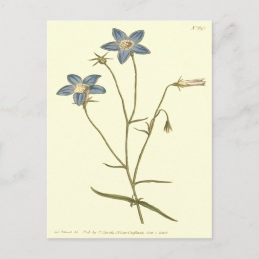 Schlankere Blautöne Postkarte (Vorderseite)