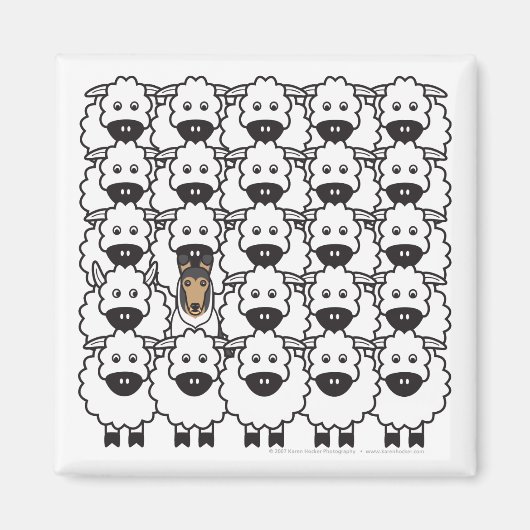 Schlaue Collie im Schafe Magnet (Vorne)