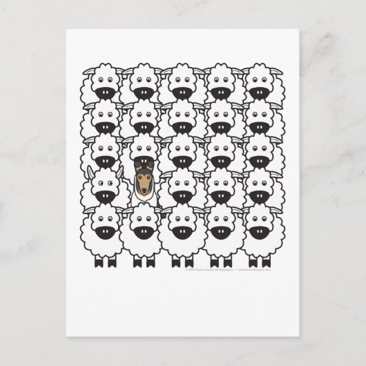Schlaue Collie im Schafe Postkarte (Vorderseite)