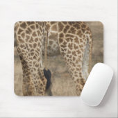 Schlechte Ernte von zwei Giraffen (Giraffa) Mousepad (Mit Mouse)