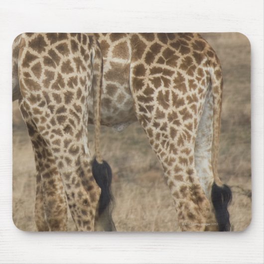 Schlechte Ernte von zwei Giraffen (Giraffa) Mousepad (Vorne)
