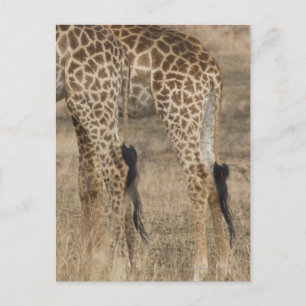Schlechte Ernte von zwei Giraffen (Giraffa) Postkarte