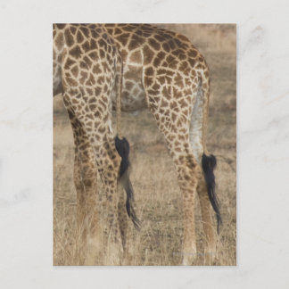Schlechte Ernte von zwei Giraffen (Giraffa) Postkarte