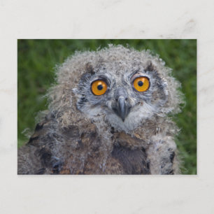 Schlechter Haartag Postkarte
