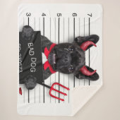 SCHLECHTER HUND SHERPADECKE (Vorderseite)