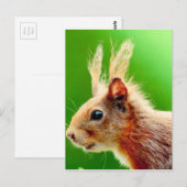 Schlechtes Haar-Eichel Postkarte (Vorne/Hinten)