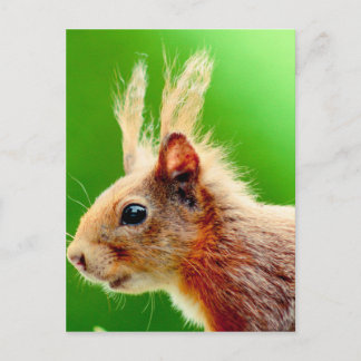 Schlechtes Haar-Eichel Postkarte