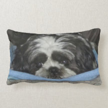 Schlechtes Shih Tzu Welpe Kissen