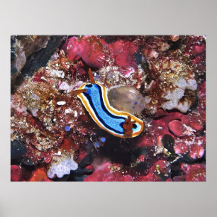 Schleichende Nudibranchie Poster
