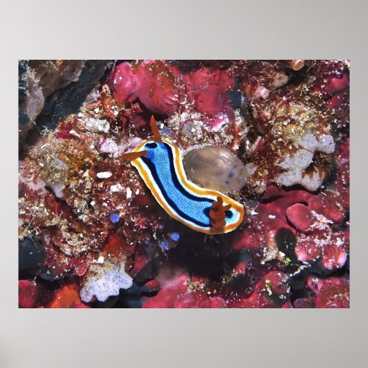 Schleichende Nudibranchie Poster (Vorne)