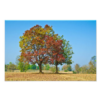 Schleichera oleosa/Ceylon-Eiche/Kkusum-Baum Fotodruck