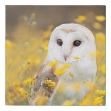 Schleiereule auf dem gelben Blumen-Gebiet