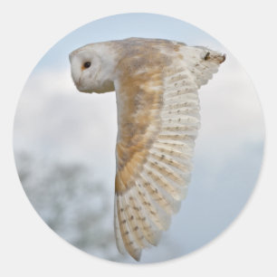 Schleiereule im Flug Aufkleber