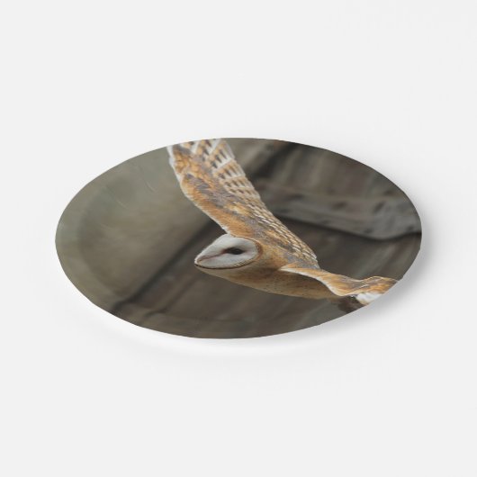 Schleiereule Pappteller (Schrägansicht)