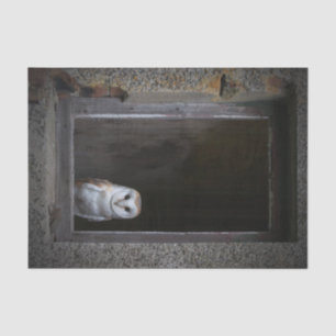 Schleiereule-Seidenpapier Seidenpapier