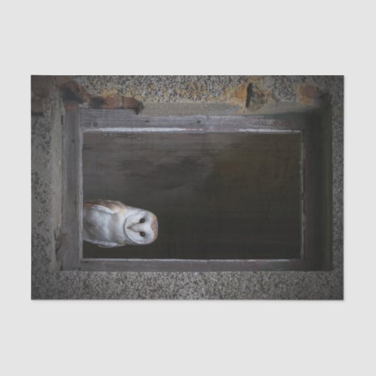 Schleiereule-Seidenpapier Seidenpapier (Vorderseite)