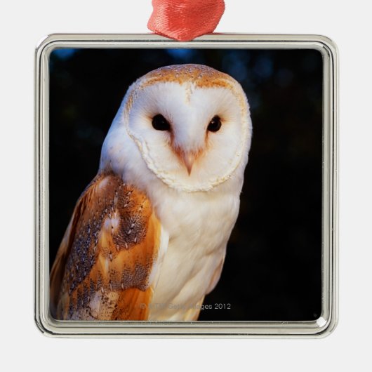 Schleiereule Silbernes Ornament (Vorne)