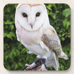 Schleiereule (Tyto alba) auf Handschuh Getränkeuntersetzer