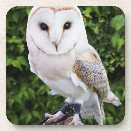 Schleiereule (Tyto alba) auf Handschuh Getränkeuntersetzer (Vorderseite)