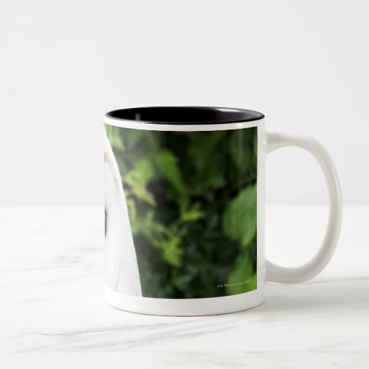 Schleiereule (Tyto alba) auf Handschuh Zweifarbige Tasse (Rechts)