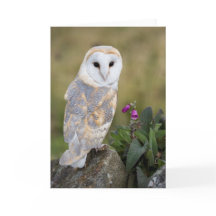 Schleiereule und Fingerhut