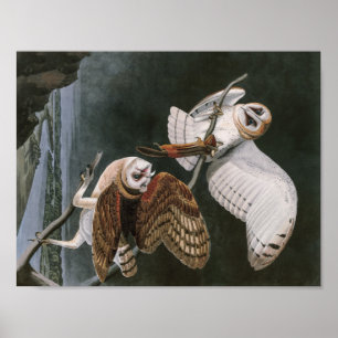Schleiereulen, die Vögel von Amerika John James Poster