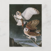 Schleiereulen, die Vögel von Amerika John James Postkarte (Vorderseite)