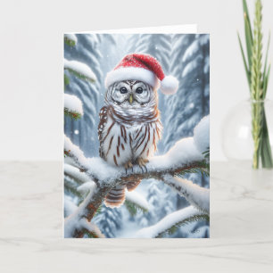 SCHLEIERKAUZ WEIHNACHTEN - WILDLIFE