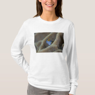 Schleimfisch (Blenniidae) steckt seinen Kopf herau T-Shirt