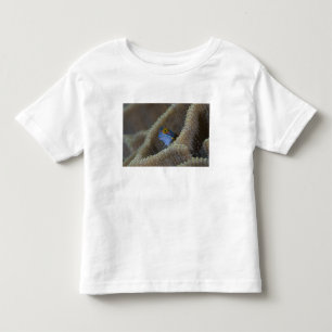Schleimfisch Blenniidae) steckt seinen Kopf heraus Kleinkind T-shirt