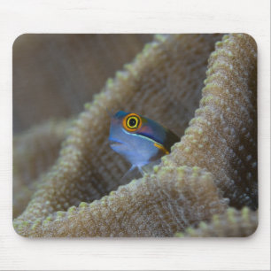 Schleimfisch Blenniidae) steckt seinen Kopf heraus Mousepad