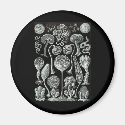 Schleimformen Magnet (Vorne)