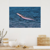 Schlender Dragonet Poster (Küche)