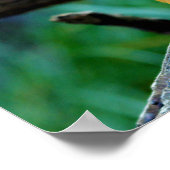 Schlender Mongoose Galerella Sanguinea Poster (Ecke)