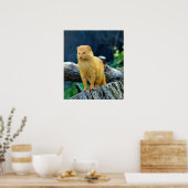 Schlender Mongoose Galerella Sanguinea Poster (Küche)