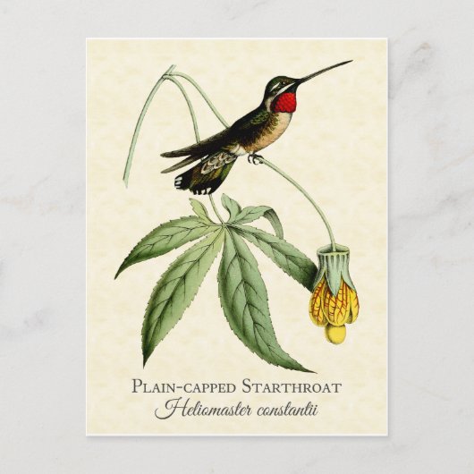 Schlicht Capped Starthroat Hummingbird Vintage Kun Postkarte (Vorderseite)