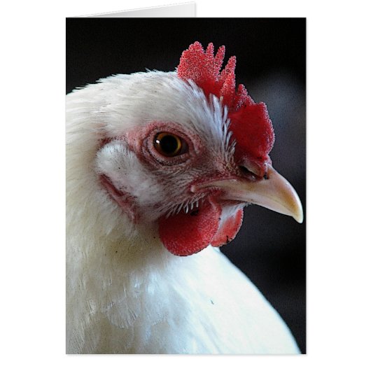 Schlicht Jane (Vorne)