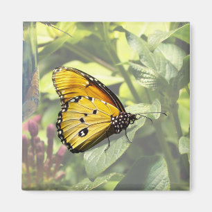 Schlicht Tiger Butterfly Magnet