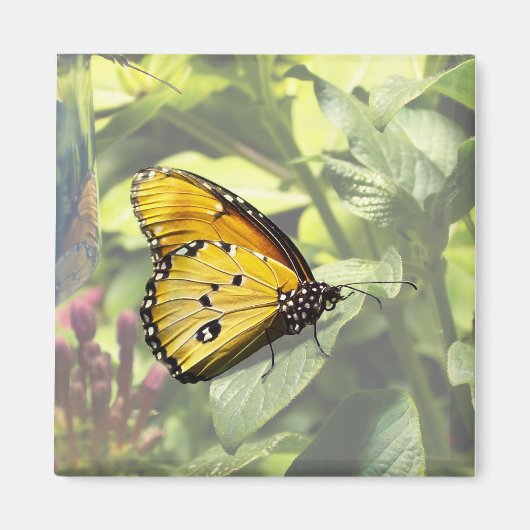 Schlicht Tiger Butterfly Magnet (Vorne)